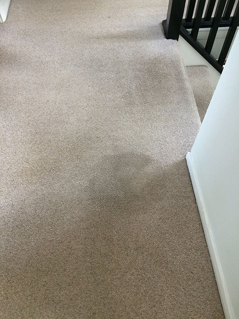 Carpet Cleaning