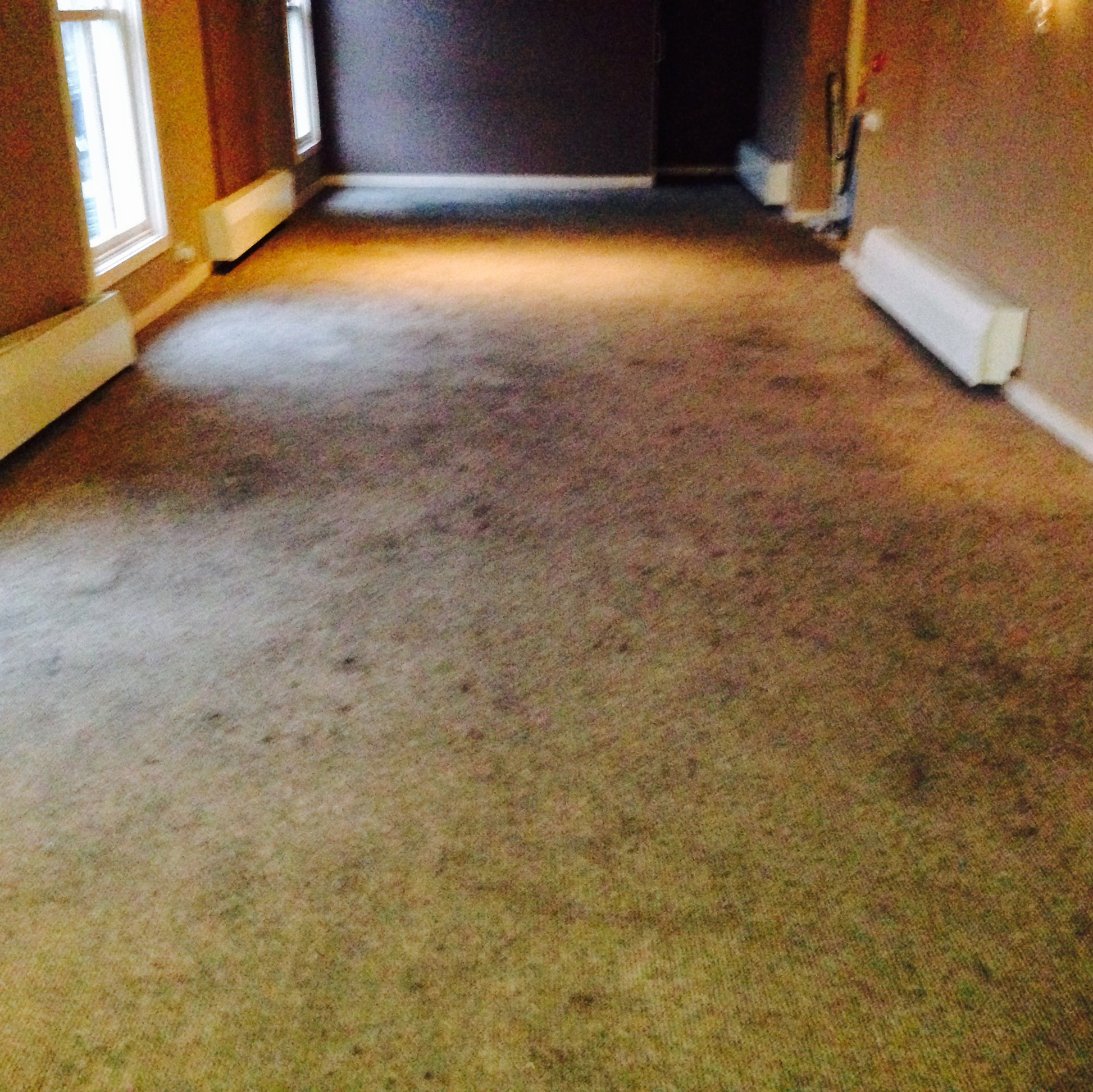 Carpet Cleaning
